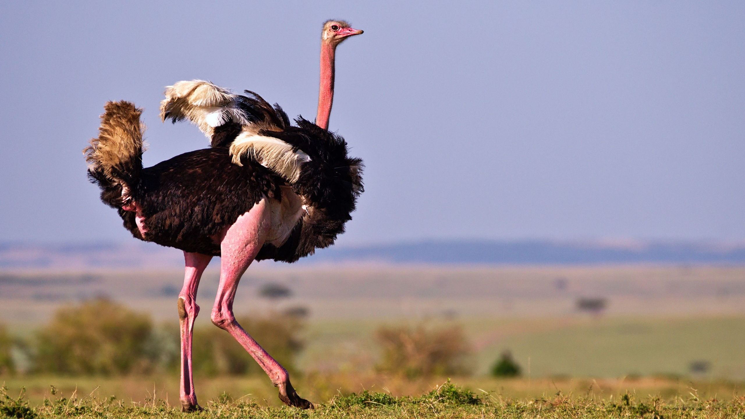 <p>Ostrich</p>
