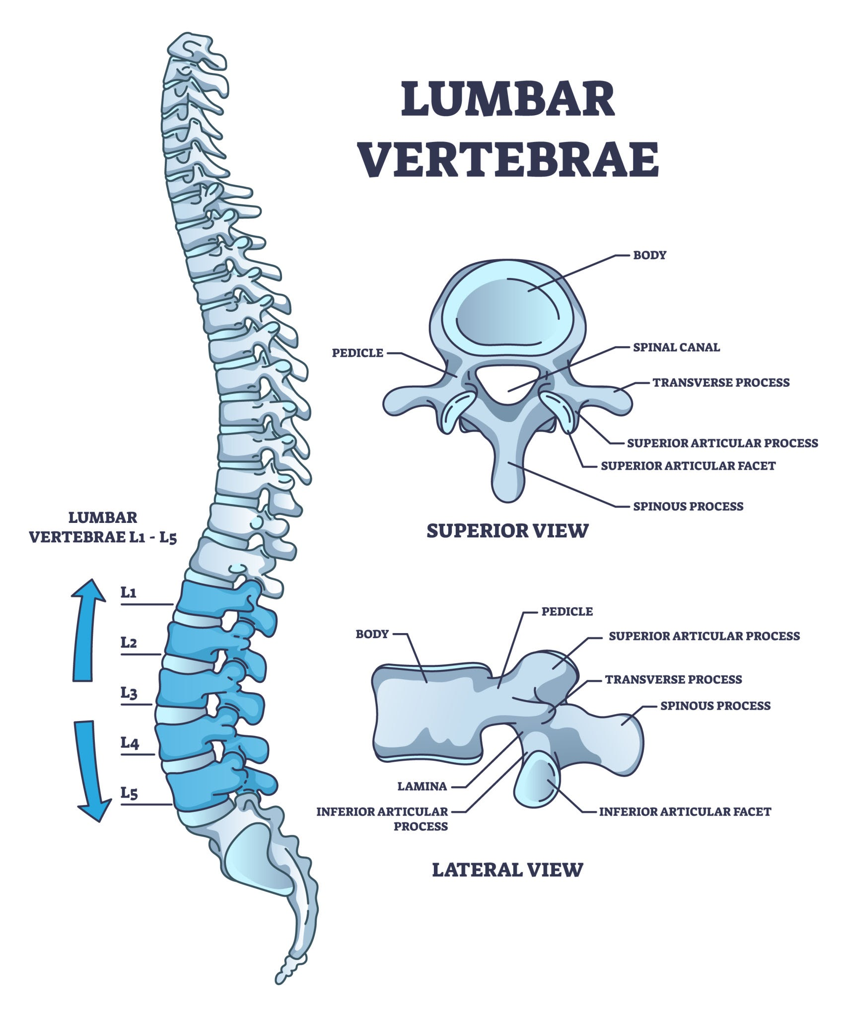 Anatomy of a representative vertebra, AI generated