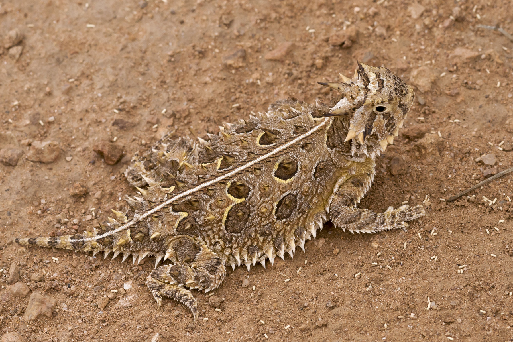 <p>Phrynosoma cornutum</p><ul><li><p>Family Phrynosomatidae (formerly Iguanidae)</p></li><li><p>Suborder Lacertilia (Sauria)</p></li><li><p>Order Squamata</p></li><li><p>Subclass Lepidosauria</p></li></ul><p></p>