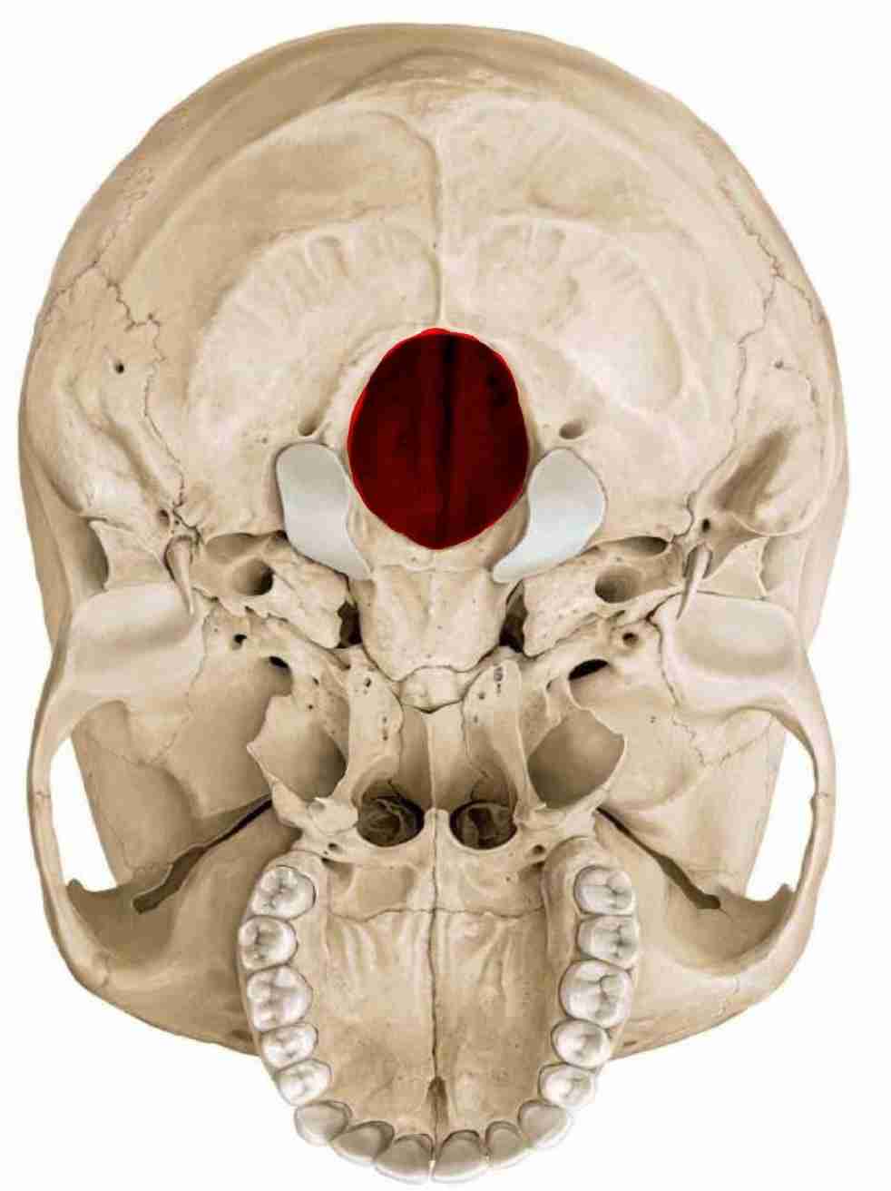 <p>Hole through which spinal cord goes through to reach brainstem, where vertebrae connect with skull</p>