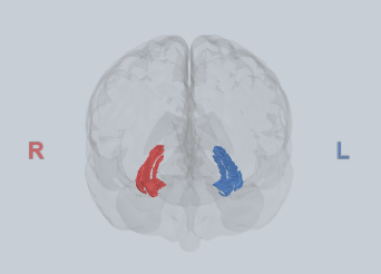 <ul><li><p>episodic memory encoding and retrieving</p></li><li><p>spatial navigation</p></li><li><p>contextual representation</p></li></ul><p></p>