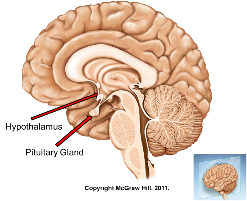 <p>A: Hypothalamus</p><p>B: Pituitary Gland</p>