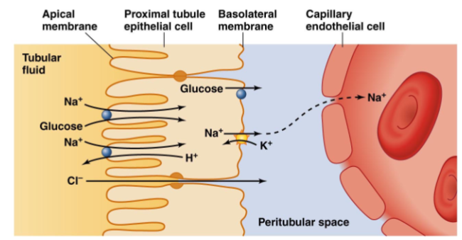 <p>secondary active transport</p><p>Reabsorbed molecules taken up by the blood</p><p></p>