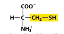 <p>Which amino acid is this?</p>