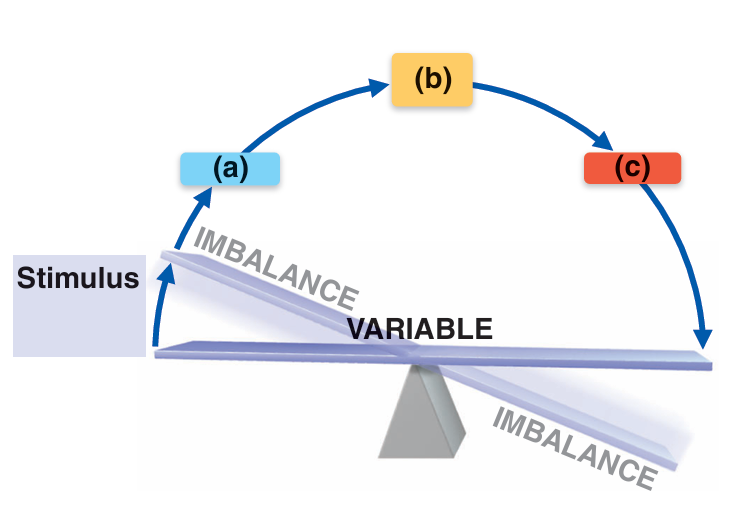 <p><strong>Review Questions</strong><br><em>Multiple Choice: More than one choice may apply.</em><br><br>Which component of homeostatic control is responsible for the following? See the figure. <br><br>In negative feedback, reduces original stimulus.<br><br><span>A. Effector</span></p><p>B. Stimulus</p><p>C. Control center</p><p>D. Receptor</p>