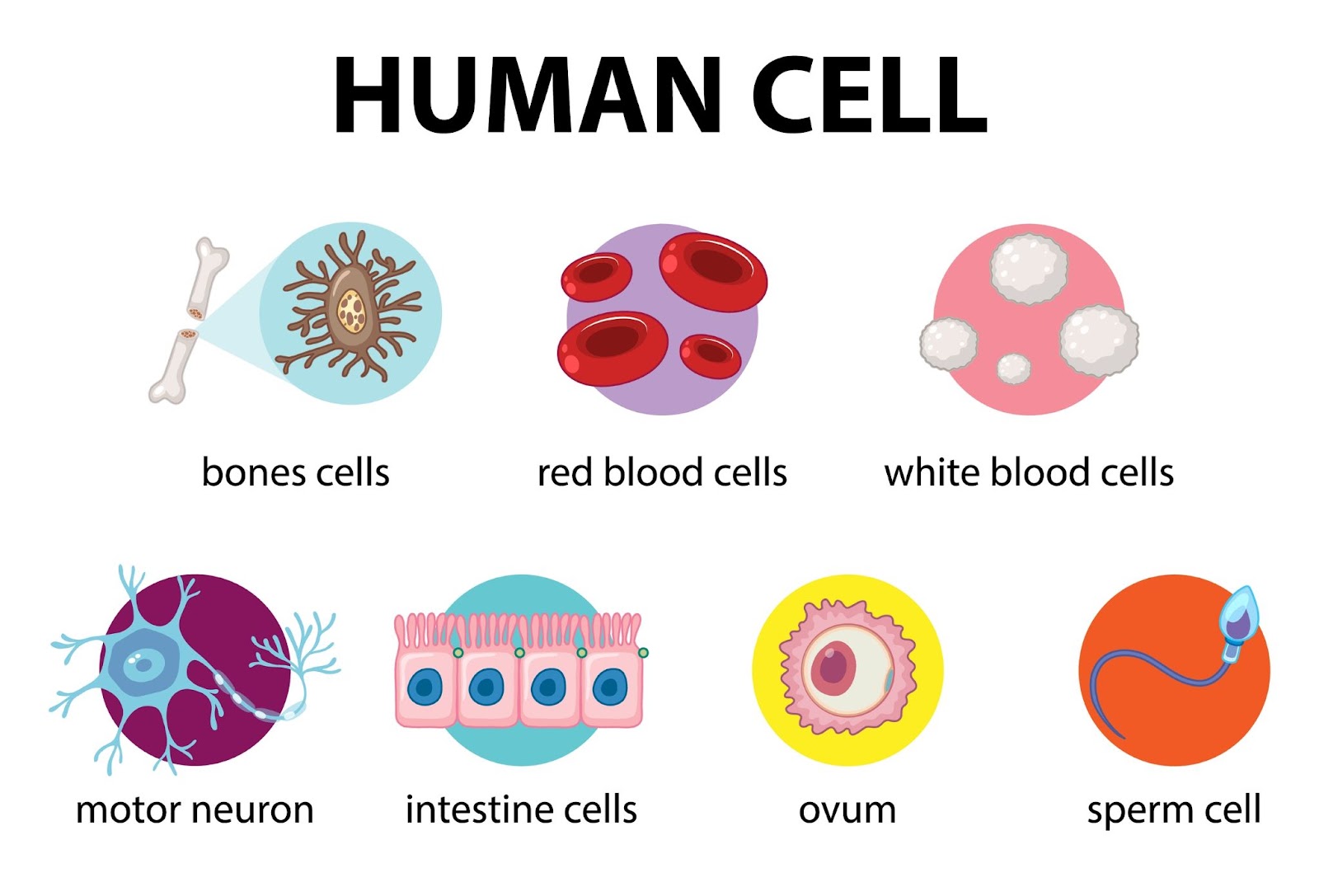 <p>Many cells</p>