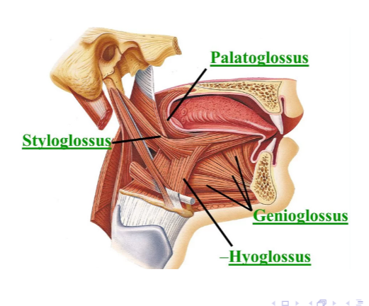 <p>elevates the tongue and assists in uvular constrictions</p><ul><li><p>narrows oropharyngeal isthmus</p></li><li><p>origin: palatine aponeurosis</p></li><li><p>insertion: sides of tongue body</p></li></ul><p></p>