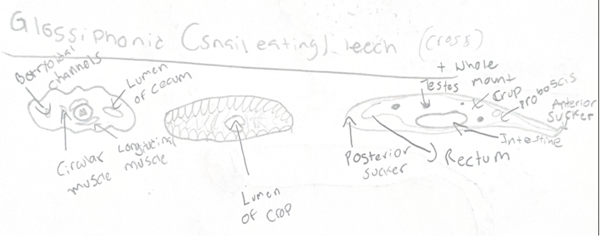 <p><strong>Cross-section of a glossiphonid (snail-eating) leech</strong></p>