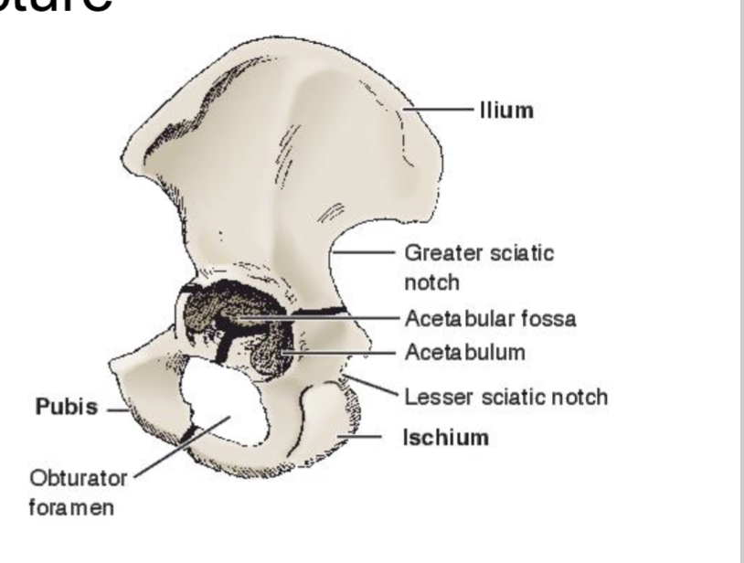 <p>Acetabulum </p><ul><li><p>ilium, ischium, pubis</p></li></ul><p></p>