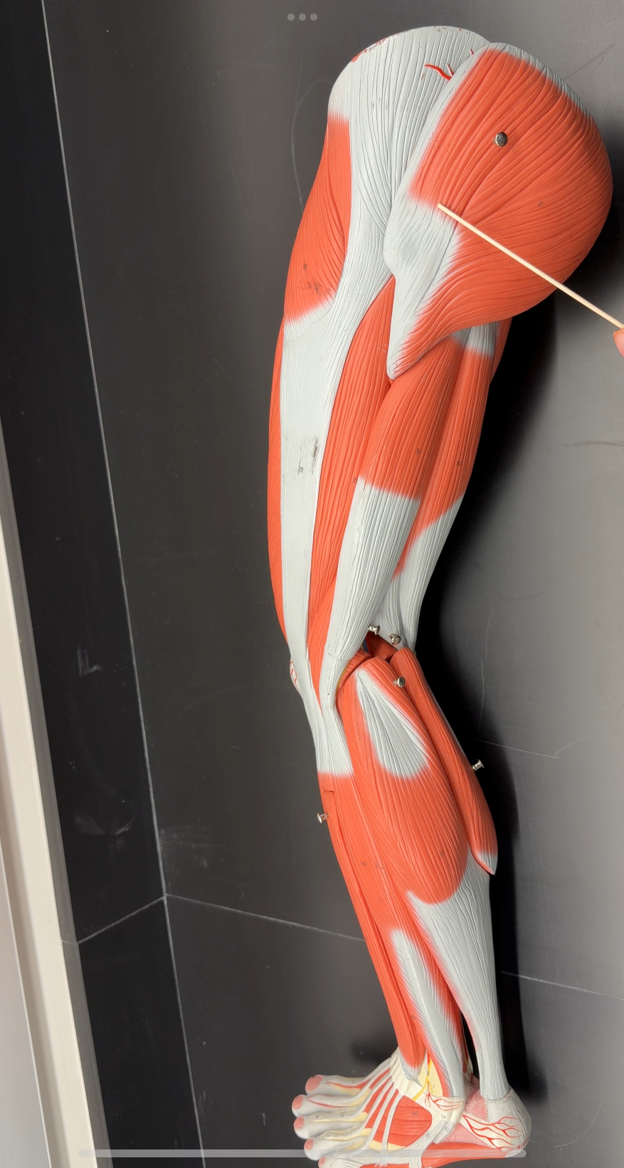 <p>name the muscle and its function</p>