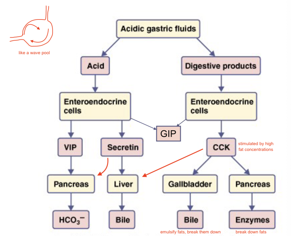 <ul><li><p>CCK (cholecystokinen)</p><ul><li><p>release enzyme for fat and protein digestion, bile emulsifies fat (lack of gallbladder makes it harder to digest fat, has to rely on bile from liver)</p></li><li><p>stimulated by fats and proteins</p></li></ul></li><li><p>motilin</p><ul><li><p>stimulated by fasting</p></li><li><p>↑ motility → MMC </p></li></ul></li></ul><ul><li><p><em>VIP (vasoactive inhibitory peptide) - ↓ </em>acid production and motility</p><ul><li><p>produced by intestine, also in stomach</p></li></ul></li><li><p><em>GIP (gastric inhibitory peptide </em>OR <em>glucose dependent insulinotropic peptide)</em> - ↓ acid and motility in stomach, ↑ insulin production</p><ul><li><p>produced by intestine, also in stomach</p></li></ul></li><li><p><em>secretin</em> - ↓ acid production</p><ul><li><p>produced by intestine, also in stomach</p></li></ul></li></ul><p>stim to be released by acid entering intestine</p>