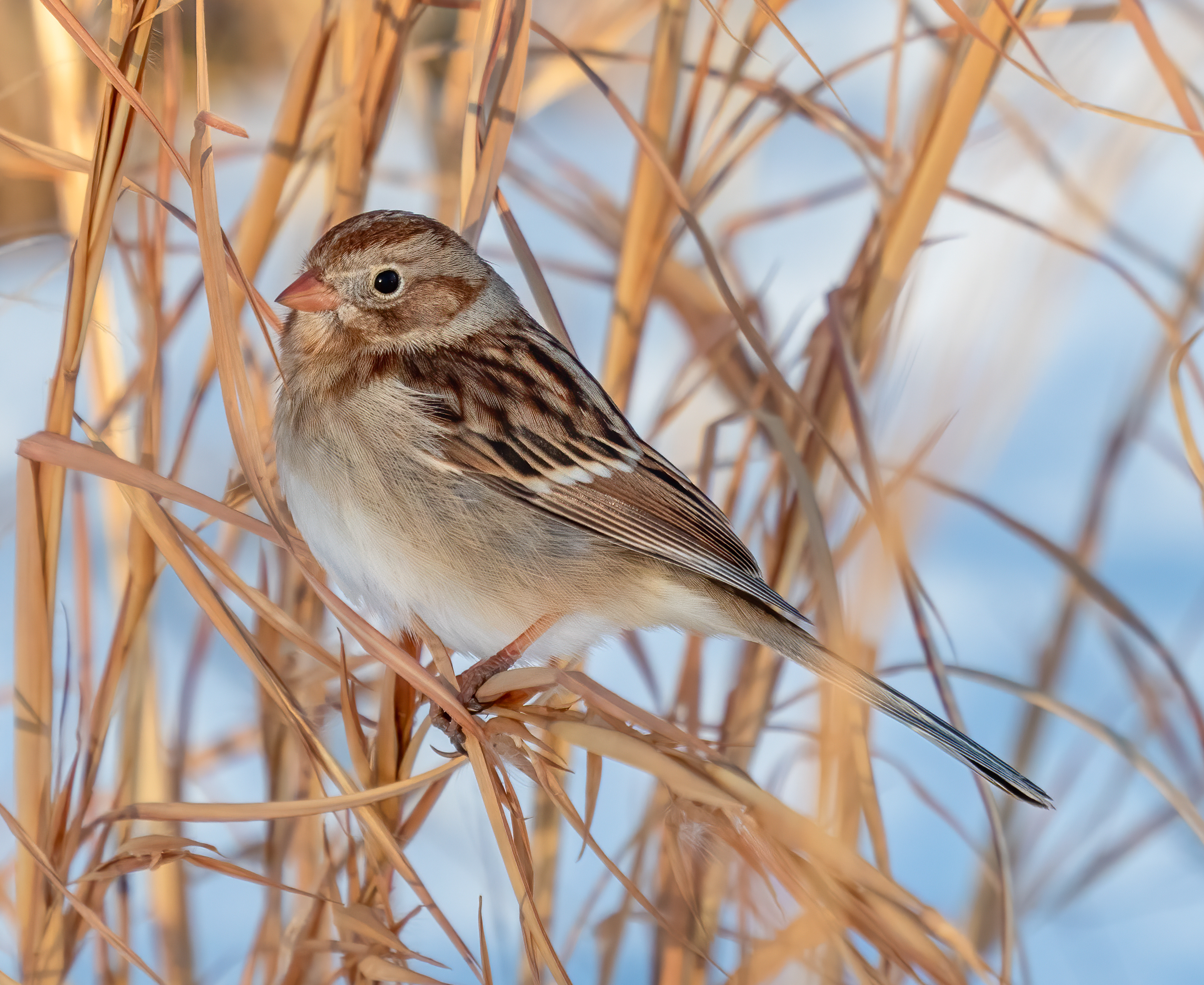 <p>Field Sparrow</p>