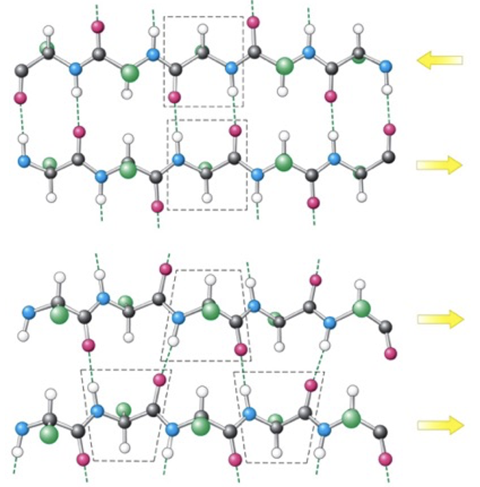 <p>&nbsp;Hydrogen bonding occurs between C=O of one strand to N-H of adjacent strand.</p><p>&nbsp;Pattern varies depending on whether adjacent strands are parallel or anti-parallel.</p><ul><li><p>image 1 - antiparralel strands</p></li><li><p>image 2 - parallel strands </p></li></ul><p></p>
