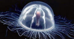 <p>¿Qué es? Taxonomia</p>
