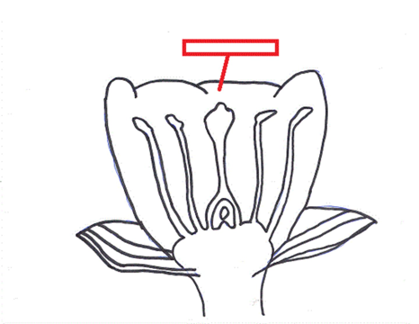 <p>A modified leaf of a flowering plant. Petals are the often colorful parts of a flower that advertise it to insects and other pollinators</p>