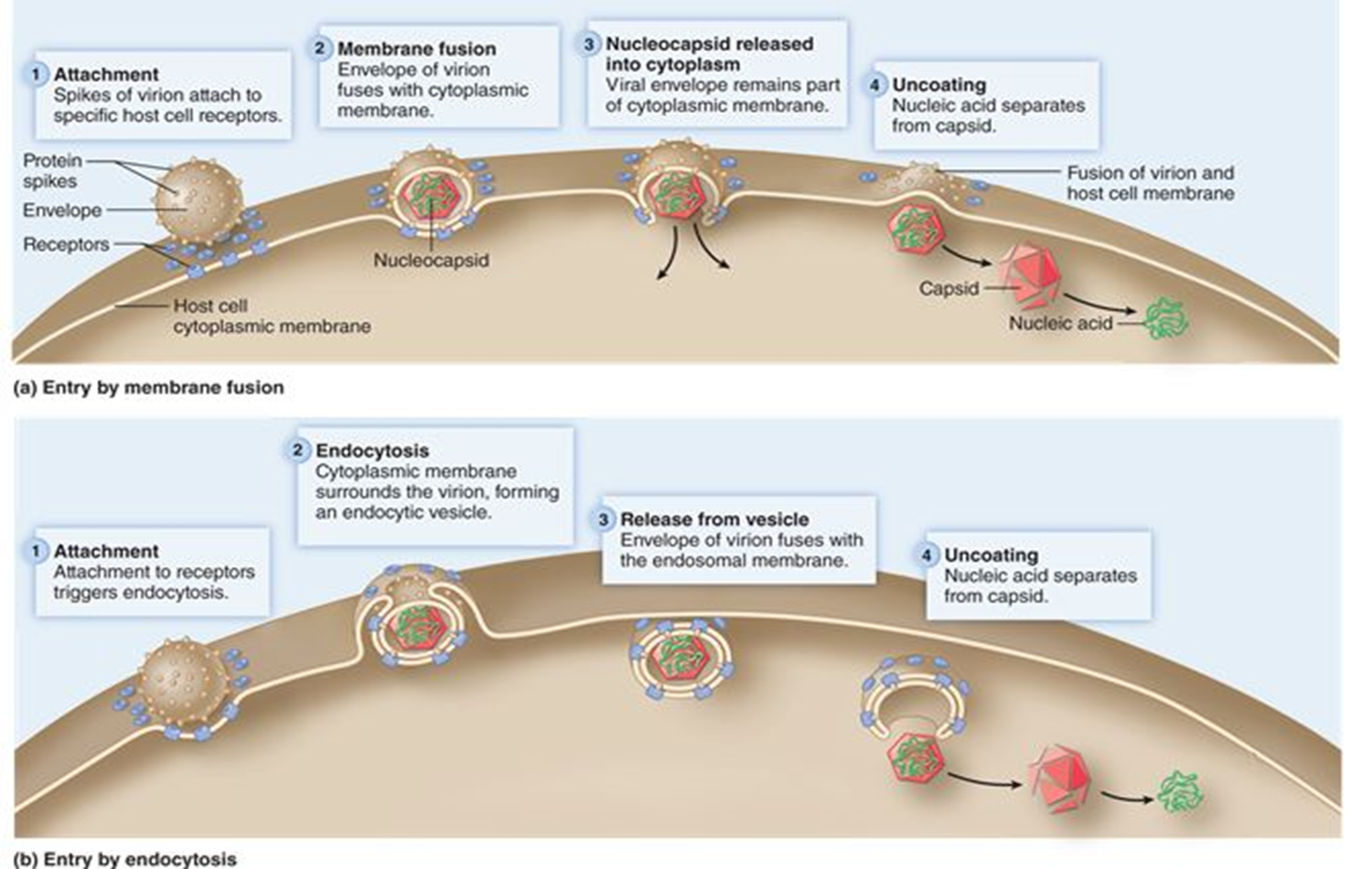 <p>RNA/DNA is replicated. Proteins are produced in the form of polyproteins</p><p>which must be cleaved by viruses-encoded protease to function.</p><p>Inhibited by protease inhibitor drugs</p><p>step 4</p>