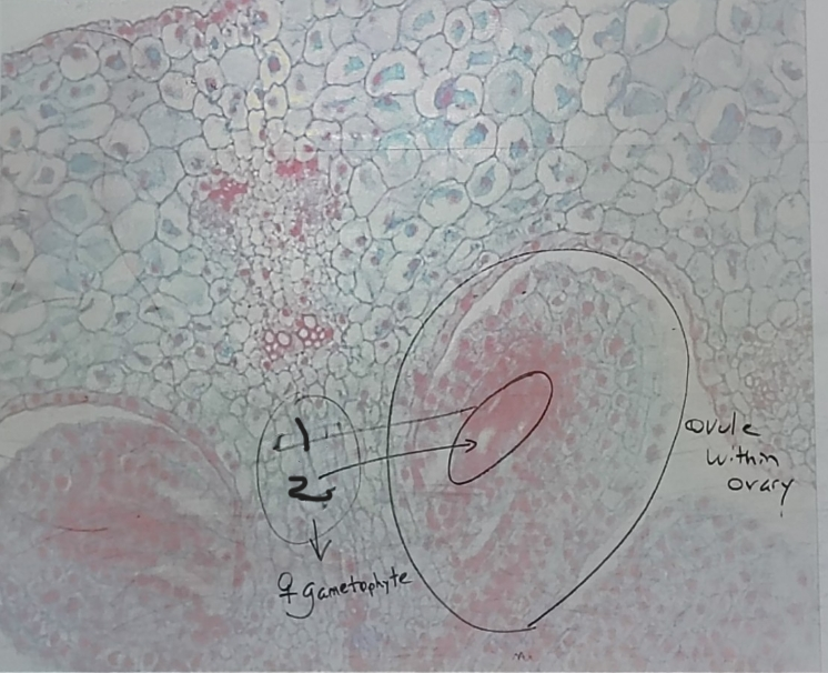 <ol><li><p>Name 1</p></li><li><p>Name 2</p></li></ol><p></p>