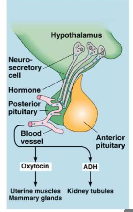 <ul><li><p>technically part of the nervous system</p></li><li><p>does not produce hormones, only stores and releases (ADH) and oxytocin</p></li><li><p>the above hormones are produced by the hypothalamus and transferred to the posterior pituitary via special hormone carrying neurons called <strong>neurosecretory cells</strong></p></li></ul><p></p>