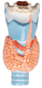 <p><span style="line-height: 17.375px;">Which hormone is produced here?&nbsp;</span></p>