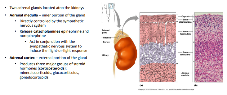 <p>Adrenal Glands</p>