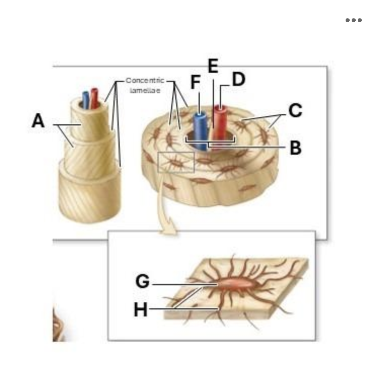 <p>What kind of fibers are found in the <strong>lamella</strong>?</p>