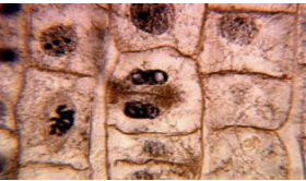 <p>-Spindle fibers disappear cytogenesis divides the cell in two</p><p>-Separation of chromosomes completed</p><p>-Cell Plate forms (plants)</p><p>-Cleavage furrow forms(animals)</p><p>-Nucleus &amp; nucleolus reform</p><p>-Chromosomes uncoil</p><p></p>