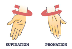 <p>supination</p>