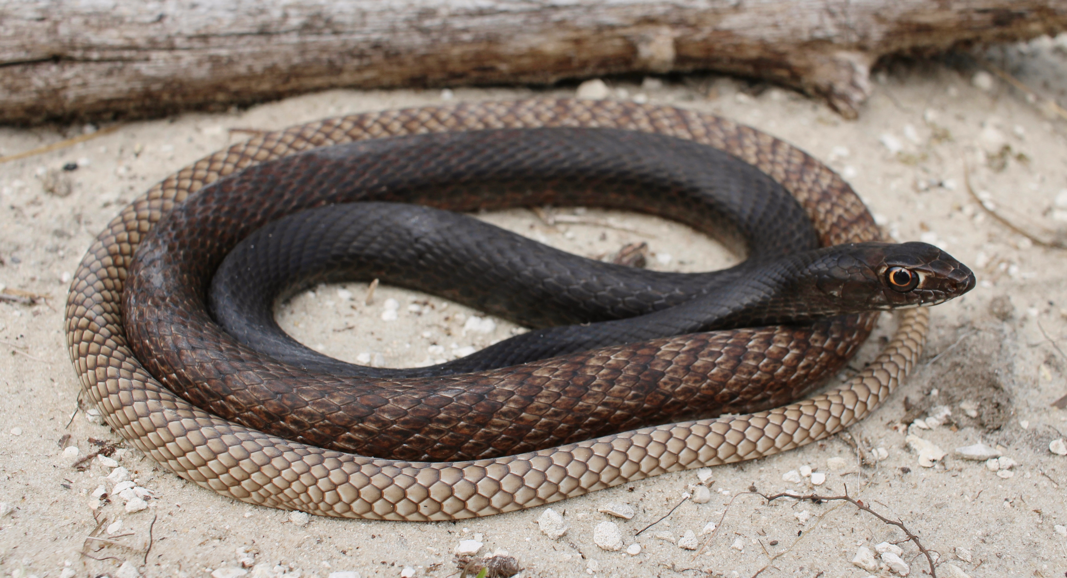 <p>Colubridae. Found south of the Missouri River except the bootheel</p>