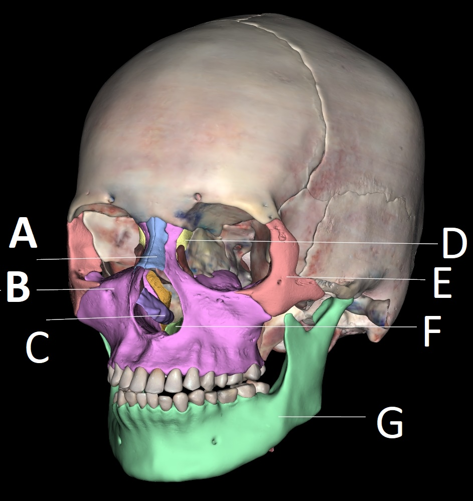 <p>F</p>