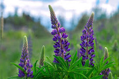 <p>Lupine spp.</p>