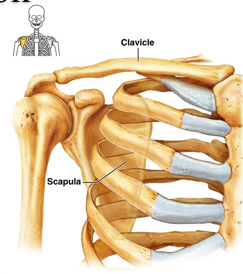 <p>Pectoral Girdle (Scapula & Clavicle) </p>