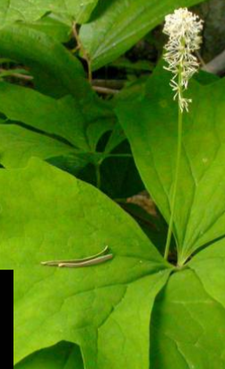 <p>What is this </p>