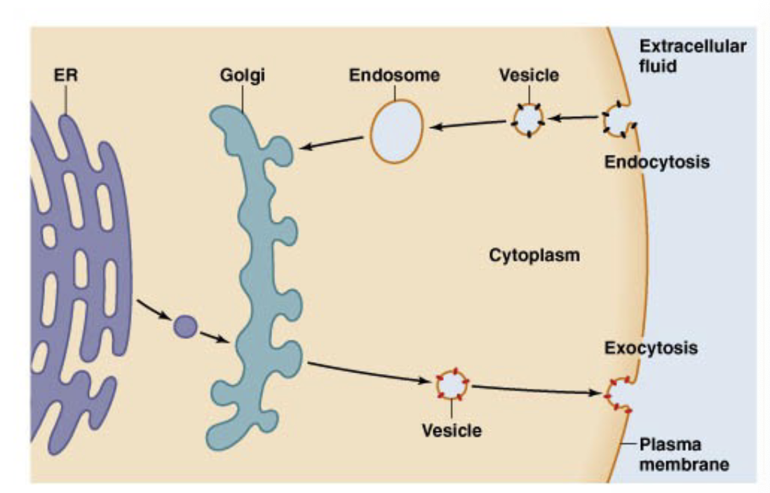 <p>membranes and temps</p>