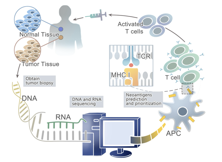 <p><span>Recently, technological innovations have made neoantigen discovery possible in a variety of malignancies, thus providing an impetus to develop novel immunotherapies that selectively <strong>enhance T cell reactivity for the destruction of cancer cells while leaving normal tissues unharmed</strong></span></p>