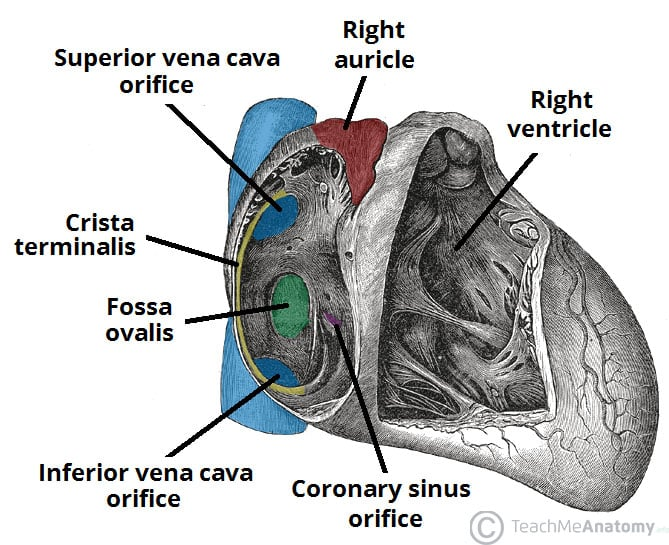 <p>smooth, C-shaped muscular ridge located on the inner wall of the heart's right atrium</p>