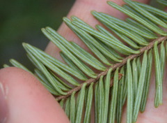 <p>- flat needles</p><p>- not pointy </p><p>-</p>