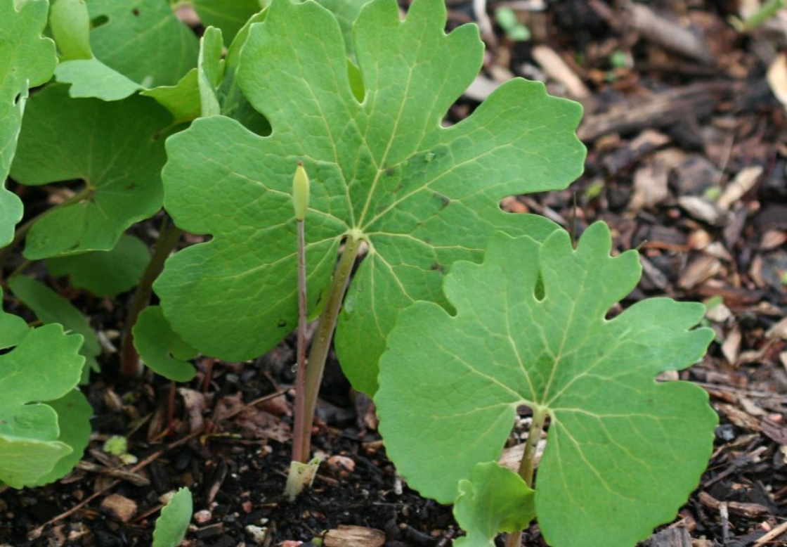 <p>Sanguinaria canadensis (Papaveraceae)</p>