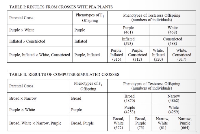 <p><span><span>Table I shows the results of breeding experiments to examine the inheritance of flower color (purple versus white) and pod shape (inflated versus constricted). For the crosses recorded in Table I, true-breeding parents were crossed to produce F</span></span><sub>1</sub><span><span> offspring, which were then testcrossed to homozygous recessive individuals. Table II shows the results of computer-simulated crosses to model the inheritance of leaf shape (broad versus narrow) and flower color (purple versus white).</span></span></p><p><span><span>Based on the data in Table I, which of the following best explains why there are no individuals with constricted pods in the F</span></span><sub>1</sub><span><span> generation?</span></span></p>