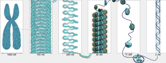 <p>label each dna packaging level</p>