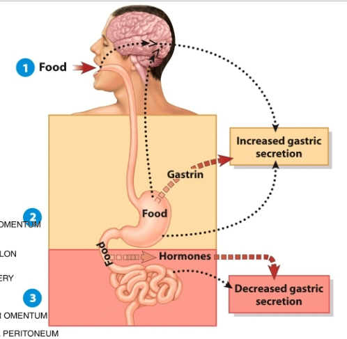 <p>Digestive activities are controlled in three overlapping phases:</p><p>1. The cephalic phase</p><p>2. The gastric phase</p><p>3. The intestinal phase</p><p>Cephalic phase: </p><ul><li><p>smell, sight, thought, or initial taste of food neural centers in the CNS to prepare for digestion.</p></li><li><p>stimulate secretion of saliva and gastric juice</p></li></ul><p>Gastric phase:</p><ul><li><p>food enters the stomach.</p></li><li><p>Nervous and endocrine systems, gastrin is a key hormone</p></li><li><p>Promotes secretion of gastric juice and gastric motility.</p></li></ul><p>Intestinal phase:</p><ul><li><p>acidic food enters the small intestine.</p></li><li><p>Neural response decreases gastric motility</p></li><li><p>Hormones (secretin, CCK) increases intestinal secretions and decreases gastric secretions and motility</p></li></ul><p></p>