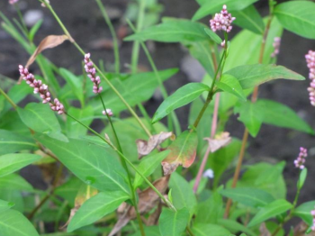 <p>What is this? This could cause type ____ allergies via ____</p>