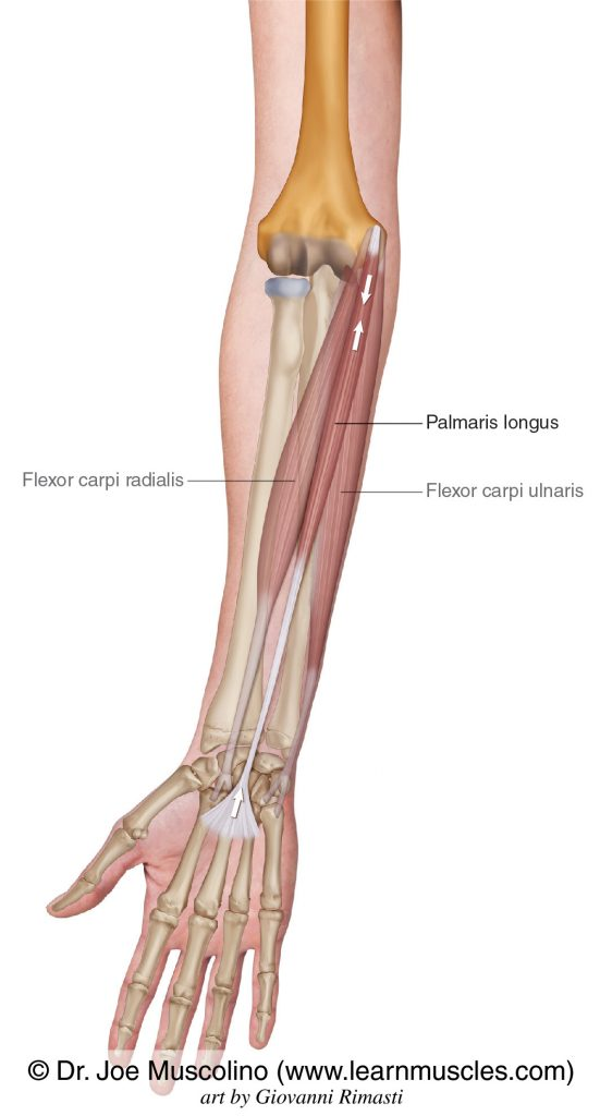 <p>Palmaris longus</p>