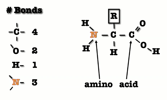 <p>B) amino acid → proteins exist as 3-dimensional shapes which consist of subunits called amino acids</p>