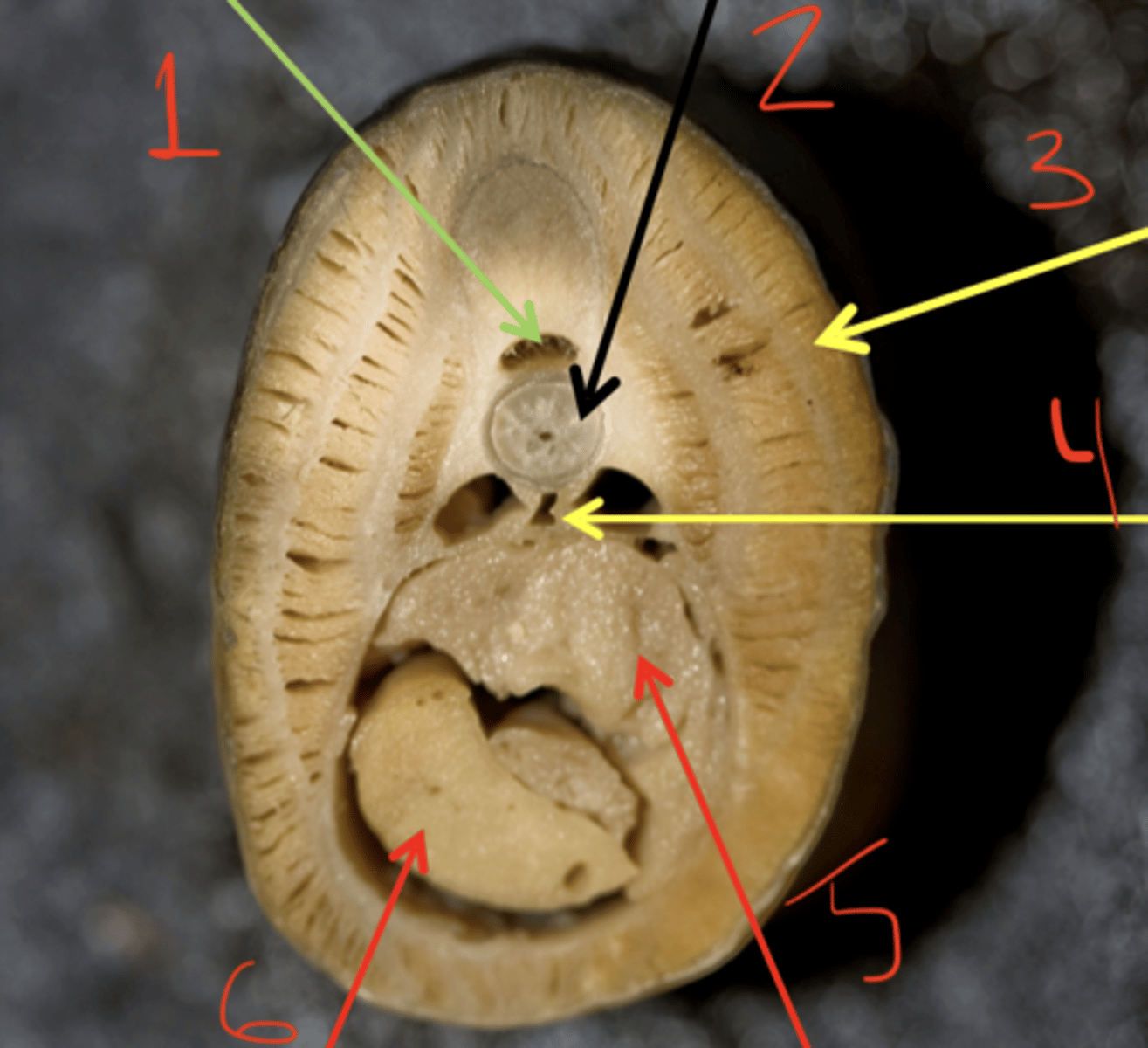 <p>what is 5?</p>