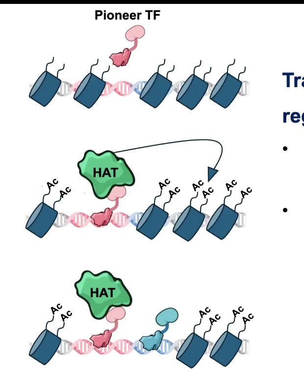 <p>TFs can act cooperatively to regulate genes</p><p>→ Can assist the binding of additional TFs by remodeling the surrounding chromatin</p><p></p><p>PIONEER TFs are a special class of TF that can “open” Chromatin and pave the way for other TFs</p>