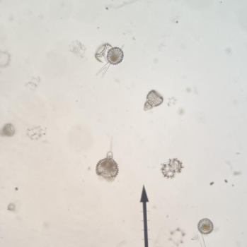 <p>phylum</p>