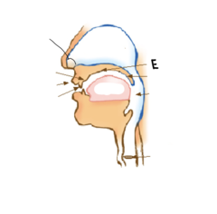 <p>E</p>