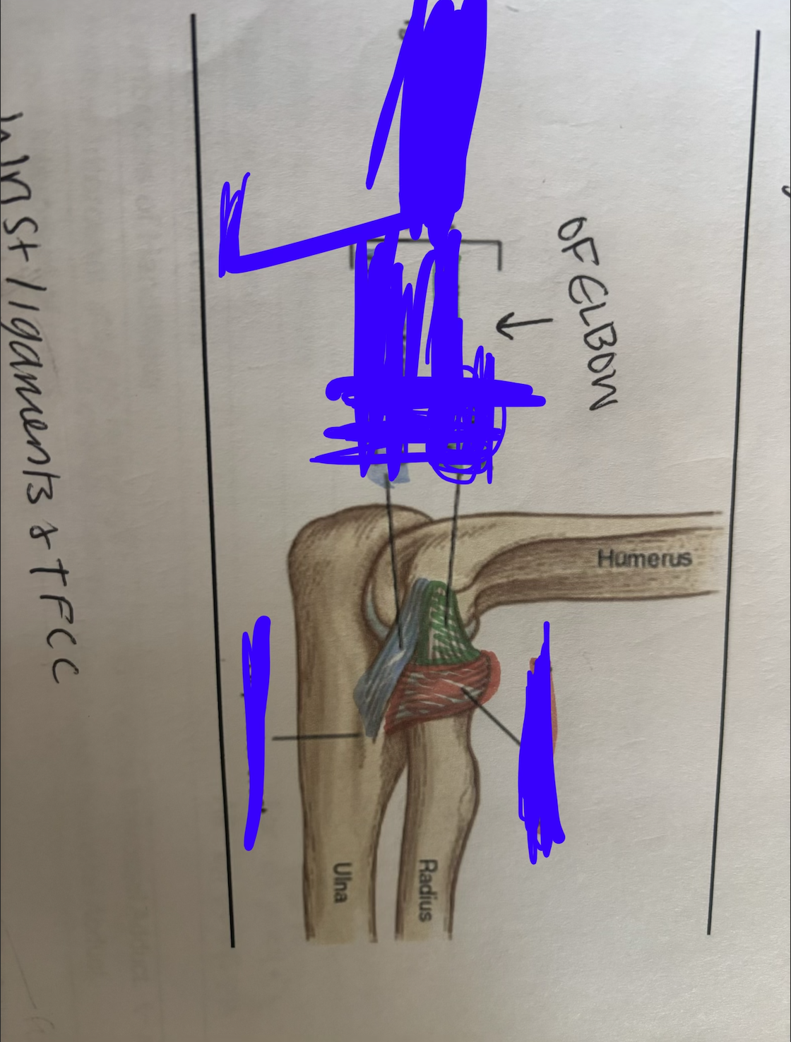 <p>name the green muscle</p>