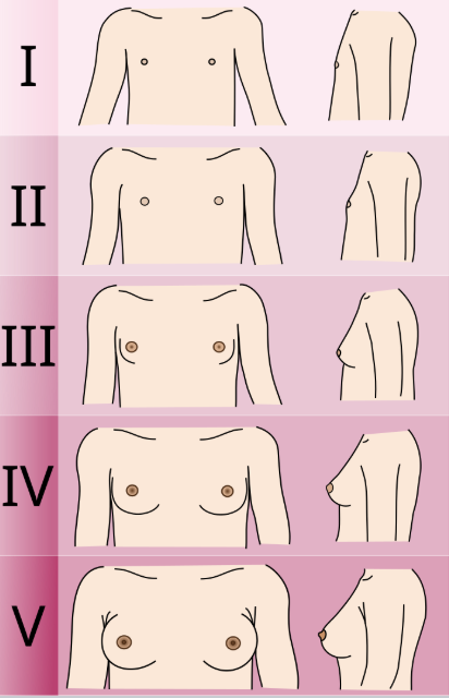 <p>tanner stage </p>