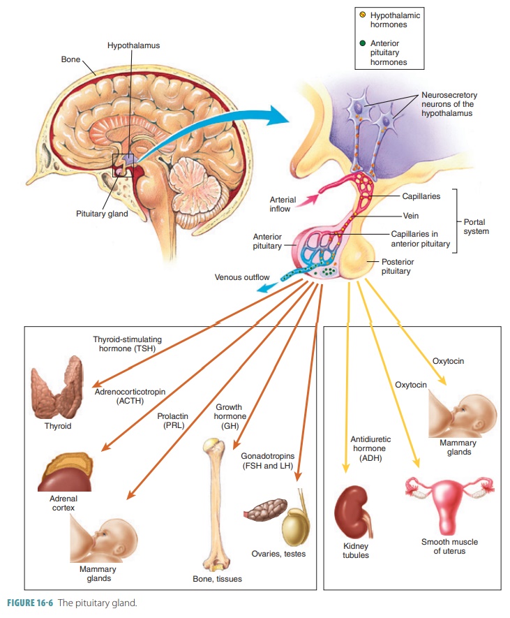 <p>What does the anterior pituitary gland produce and secrete?</p>